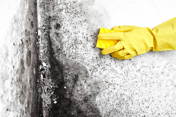 Best Industrial Mold Remediation in Hartselle, AL