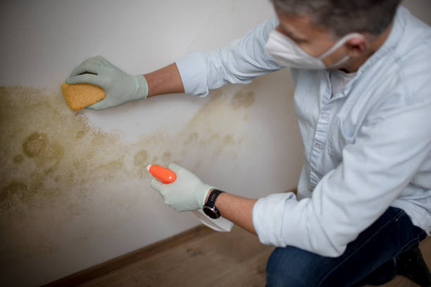 Best Residential Mold Remediation in Hartselle, AL