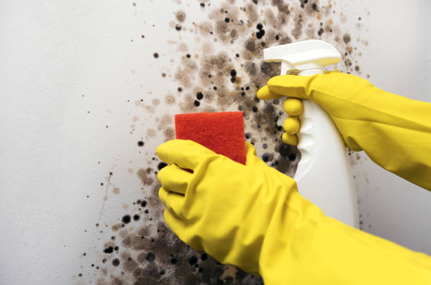 Best Bathroom Mold Remediation in Hartselle, AL
