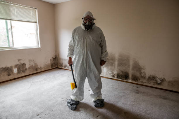Best White Mold Remediation in Hartselle, AL