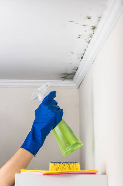 Best Post-Flood Mold Remediation in Hartselle, AL